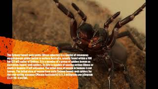 Sydney Funnel Web Spider Atrax Robustus