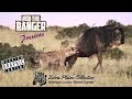 Lone Hyena Takes Down Wildebeest | Zebra Plains Mara Camp | Maasai Mara