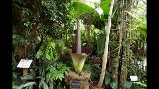 Ambler Campus Corpse Flower Live!