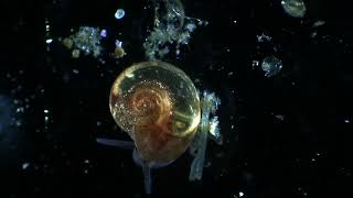 Gyraulus snail