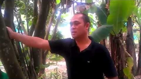 sekulit bawang,karyadi full version HQ HD