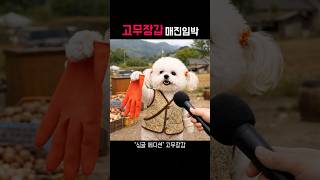 보는 눈 있는 분만 모셔여 #귀여운영상 #웃긴영상  #귀여운강아지 #시골강아지 #유머