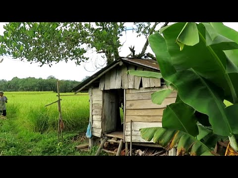 MASAK JENGKOL BATOKOK DI SAWAH...