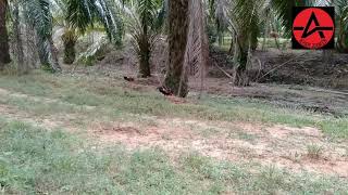 Pikat Ayam Hutan Putih 5