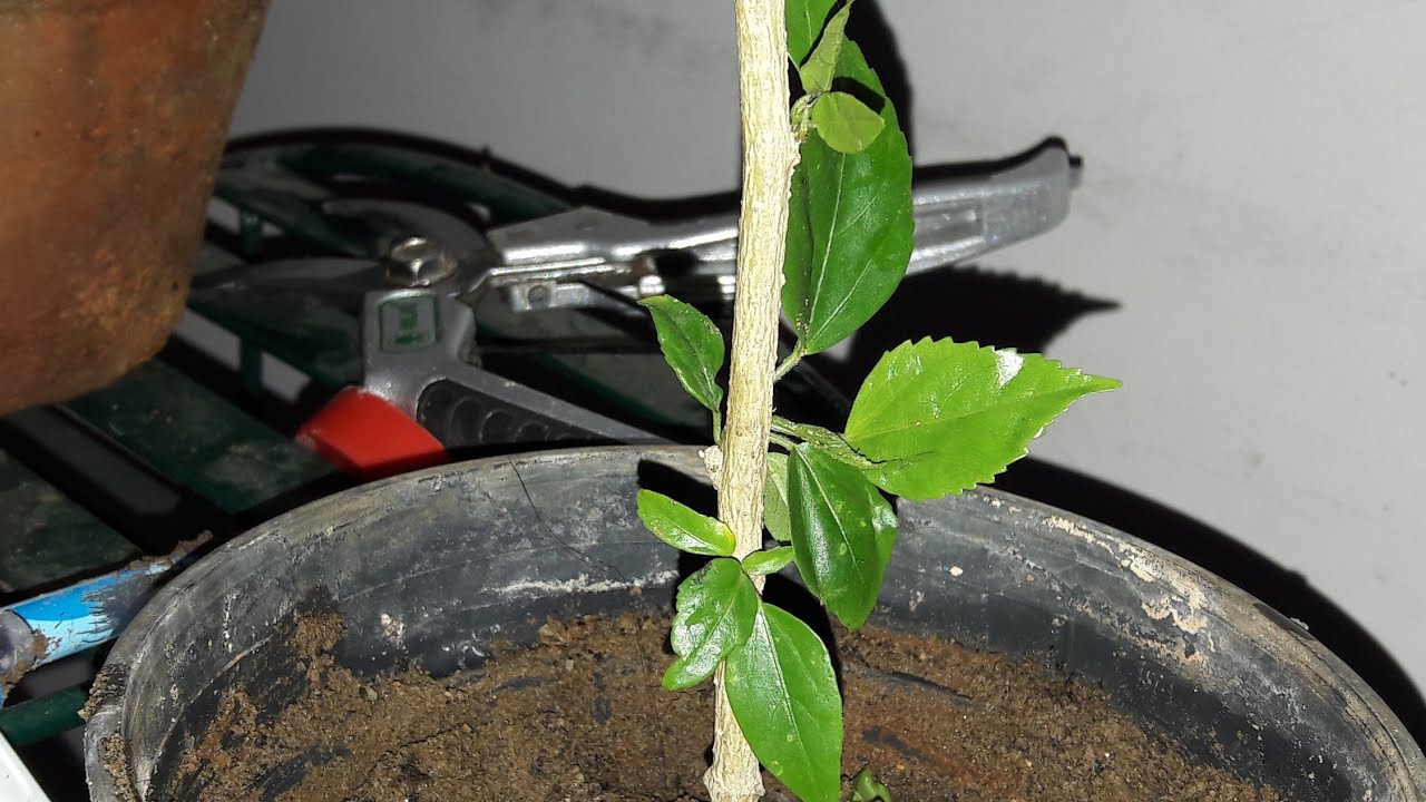 How to grow Hibiscus / Gudhal from cuttings 28 June, 2017 YouTube