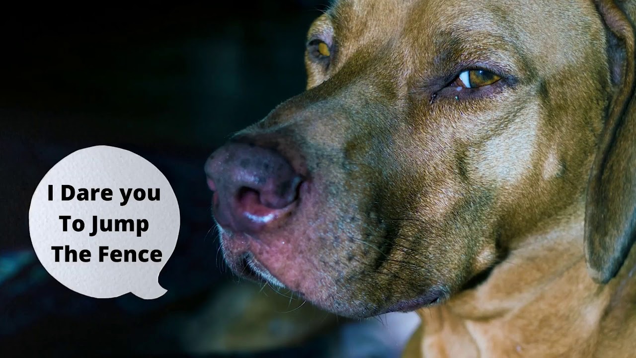 I Dare You To Jump The Fence Dog Memes YouTube
