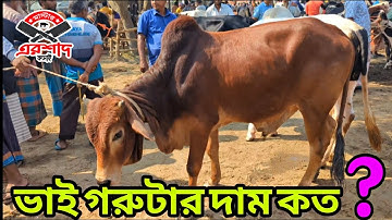 ভাই গরুটার দাম কত? #top5 #unfrezzmyaccount #beef #ytviral #cow #meat #trending #eidmubarak #top5 