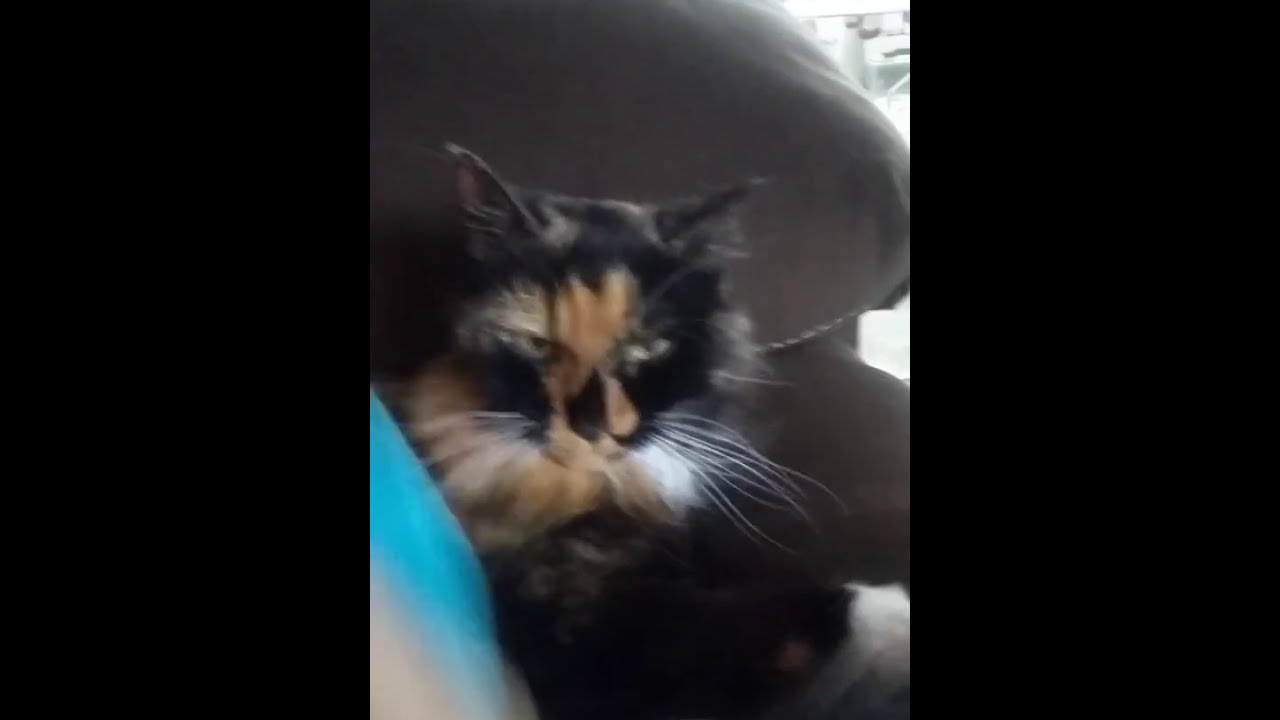Calico cat "Pretty" 18 yrs old, one of my favorite cats ever 