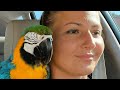 No one wanted this crazy shelter parrot then a woman took him home