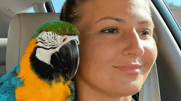 No one wanted this 'crazy' shelter parrot. Then a woman took him home. - DayDayNews