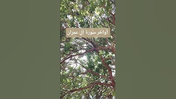 أواخر سورة آل عمران #القرآن_الكريم #اكسبلور #قصص