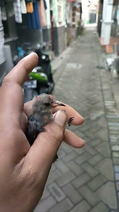 rilis burung kemade saking lamanya sampe lupa cara terbang