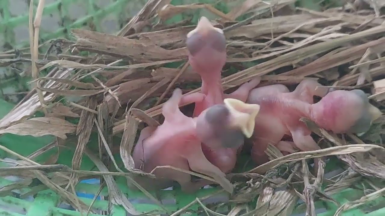 Day old the new beginning of baby chicks 