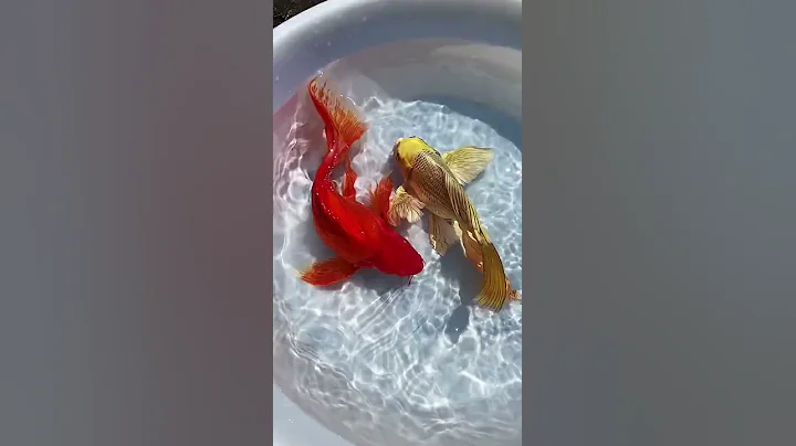 Cá chép koi bướm đẹp nhất | chép sư tử  bướm |#shorts