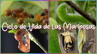 Ciclo De Vida De Las Mariposas Explicado Para Niños
