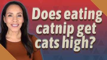 Does eating catnip get cats high?