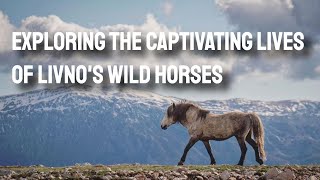 Exploring the Captivating Lives of Livno&#39;s Wild Horses | An Englishman in the Balkans Podcast
