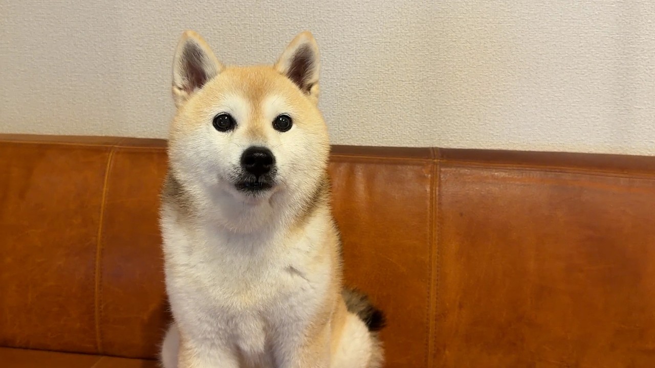 新必殺技のご披露なのに本番で勝手にアレンジをし始める柴犬