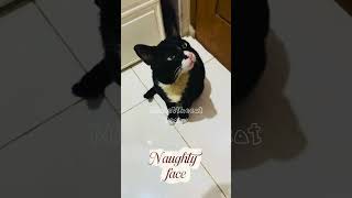 Naughty face #tuxedocat #cat #cute #trending #fyp #blessings
