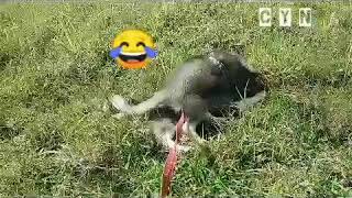 Husky Puppies Funny and Cutest Moment | Syberian Husky 2019 by Iyaman TV 305 views 4 years ago 3 minutes, 34 seconds