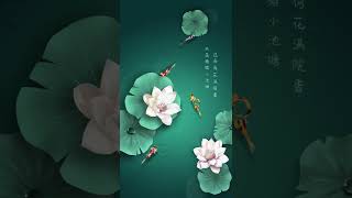 Match Highlights Koi lotus Pond in summer