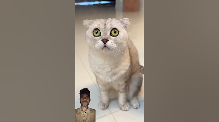 It seems Sonya's choice was obvious! 😁😅 #cat #cats#comedy #funny#shortvideos #funnyshorts #shorts
