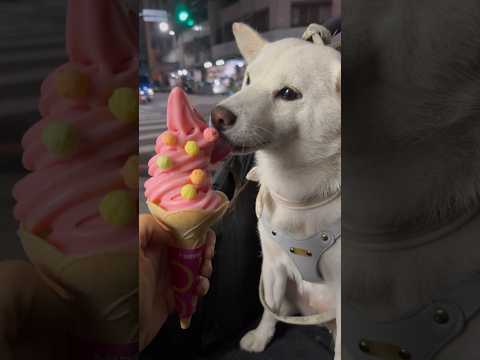 meiko的生活日記 白 しばいぬ White Shiba Inu 하얀색 시바 이누🍦2024年5月20日🍨 台中 草莓開運霜饗 法朋烘焙甜點坊 霜淇淋 7-ELEVEN ice cream 冰淇淋