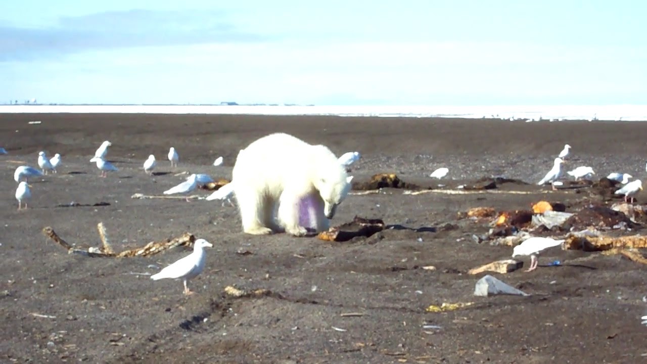 Polar bear at Point Barrow, AK YouTube