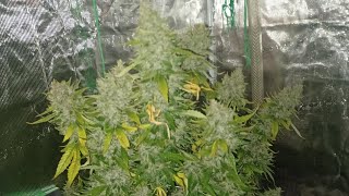AK 47 2.0 Autoflower harvest day Dwc Mars Hydro FC4800 Blue Planet Elite nutrition medical marijuana
