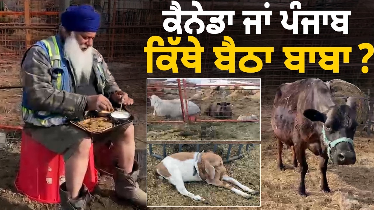 ⁣ਡੰਗਰਾਂ ਨਾਲ ਬਹਿ ਰੋਟੀ ਖਾਂਦਾ ਕੈਨੇਡਾ ਦਾ ਫ਼ਕੀਰ, Canada da fakir 