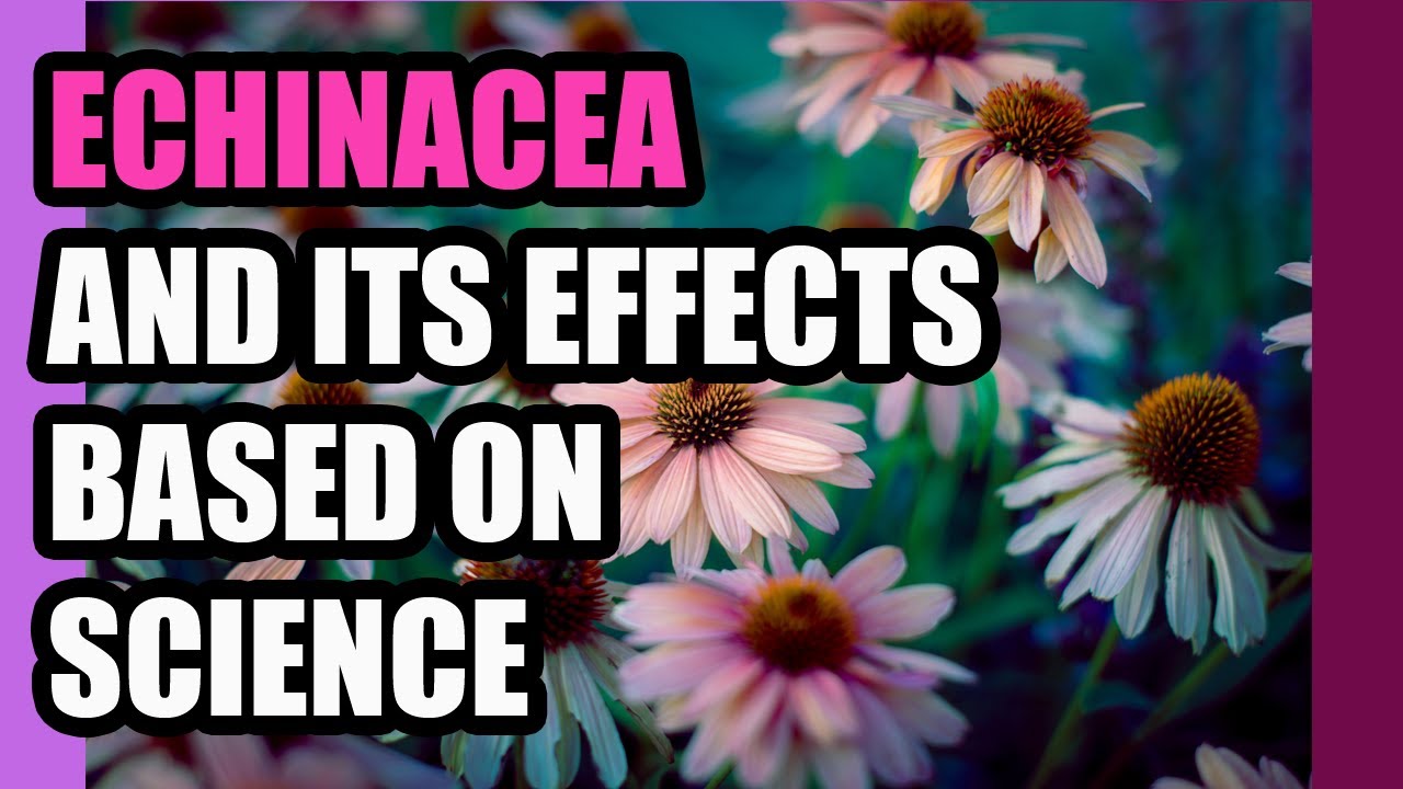 Echinacea a powerful plant - Benefits and contraindications -