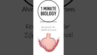 Alveoli Adaptations 1 Minute Biology
