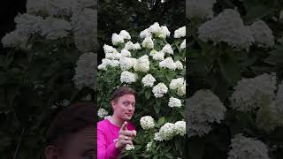 You Need a Hydrangea