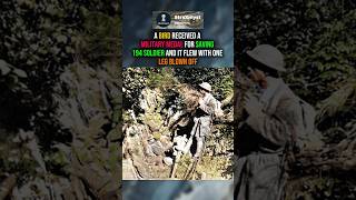 "The Pigeon That Won WWI Battle" | Cher Ami's Impossible Flight #short#ww1