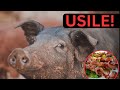 Usichokijua Kuhusu Nyama Ya Nguruwe Kitimoto