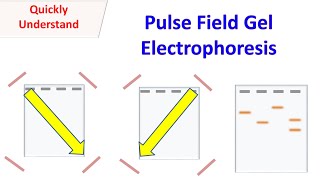 Pulsed field gel electrophoresis (PFGE)