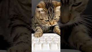 Cat on Marshmallow Keyboard 🐱🍬 Squishy ASMR screenshot 4