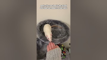 How To Pick Up A Pet Rat 🐀❤️