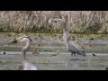 1 GREAT BLUE HERON SWALLOWS A NORTHERN PIKE 1 SWALLOWS SMALLER SUNFISH 5 5 2021