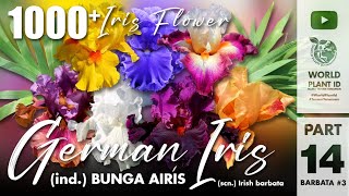 1000 Bunga Airis Part 14 Iris Barbata Elatior, Media, Nana Varieties Plant Id