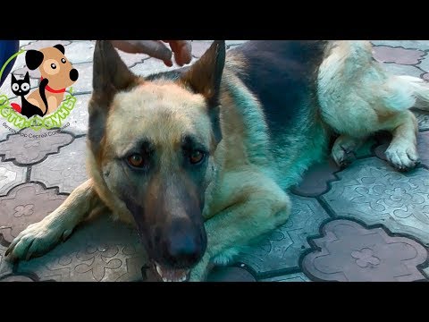 Видео: Почему моя собака любит, когда его живот натирают?