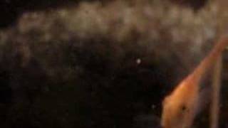 8 Week Old Freshwater Angelfish