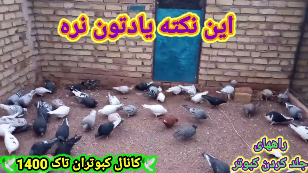 کبوتر #جلد کردن کبوتر با روشهای مختلف (من این طوری کبوترا رو جلد میکنم )ظ