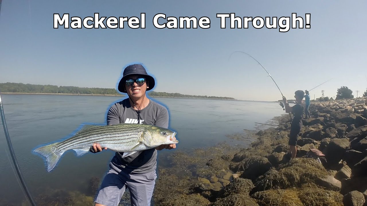 Cape Cod Canal Topwater Stripers! YouTube