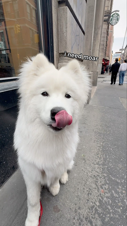 Download lagu Ghost tries his first pup cup