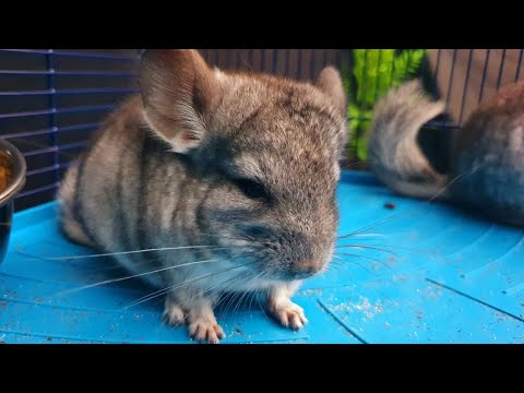 Vídeo: Como Manter Uma Chinchila