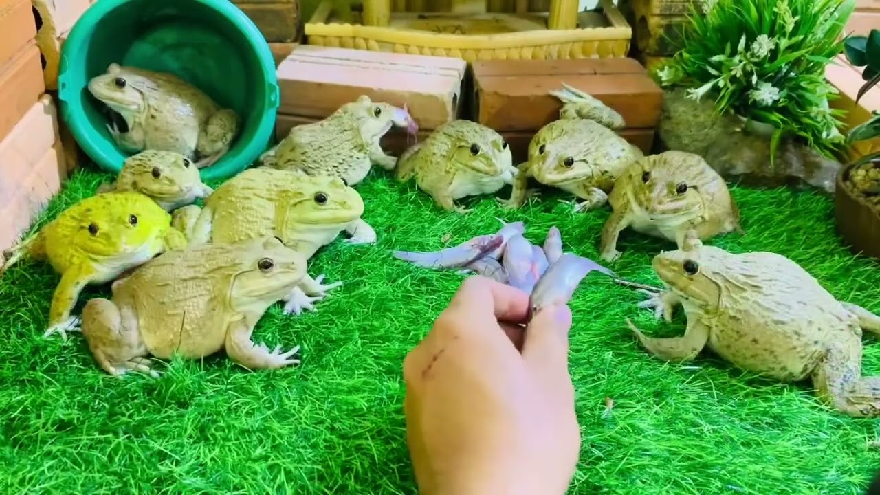 Funny bullfrog vs cute cat , sweet family frog 🐸