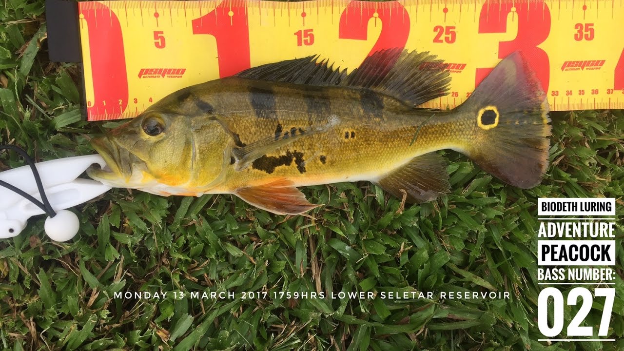 The Mat Rock Angler Chronicles Episode #13: Not Everyday Is Sunday [PEACOCK BASS SINGAPORE]