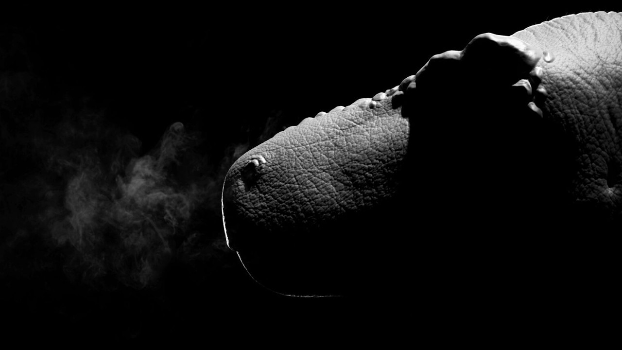 The Huge Russian Tyrannosaur You’ve Never Heard Of