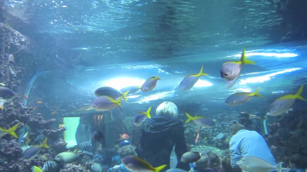 Bergen Aquarium - Akvariet i Bergen